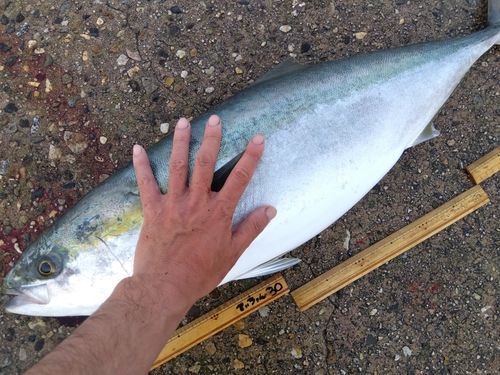 ブリの釣果