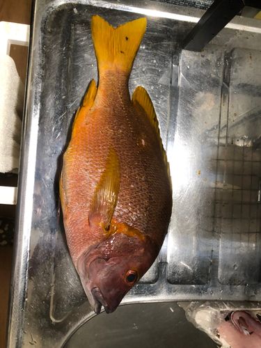 シブダイの釣果