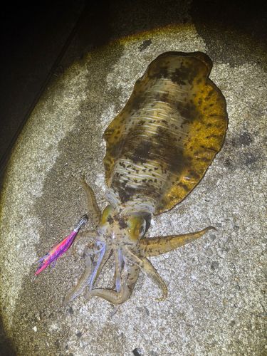 アオリイカの釣果