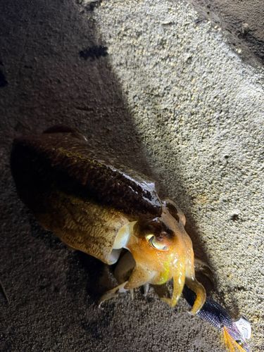 コウイカの釣果