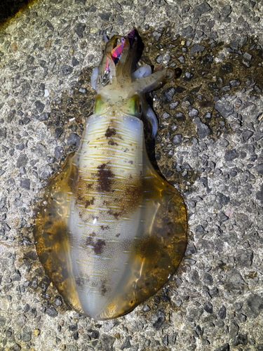 アオリイカの釣果