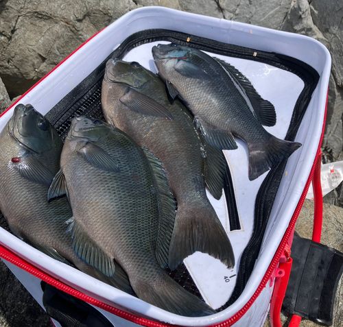 メジナの釣果