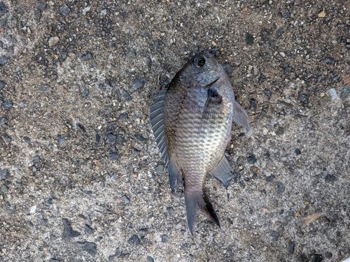 スズメダイの釣果