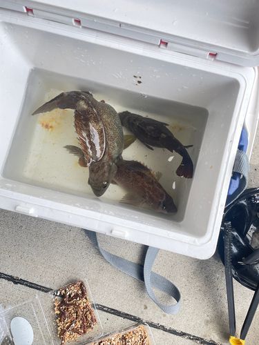 ガヤの釣果