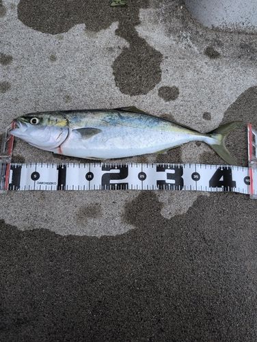 イナダの釣果