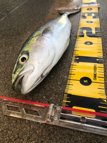 イナダの釣果
