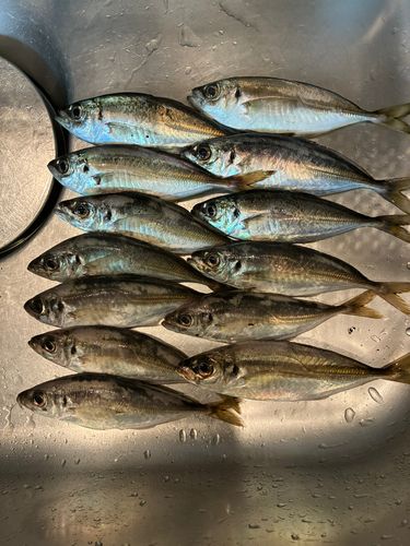 アジの釣果