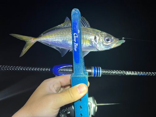 マアジの釣果