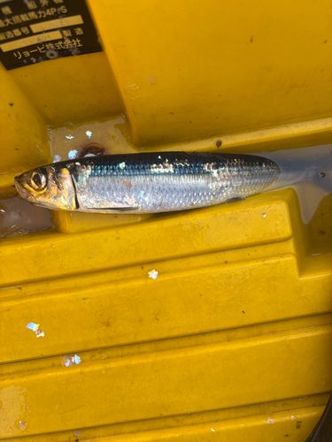 イワシの釣果