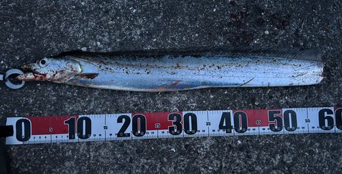 タチウオの釣果