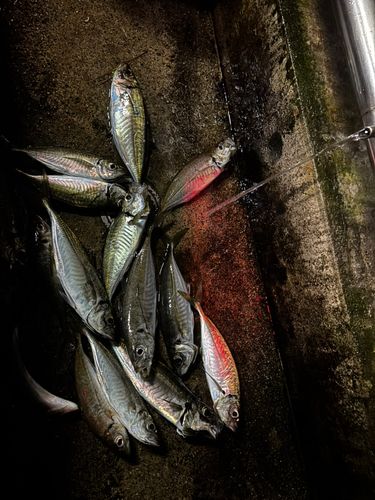 マアジの釣果