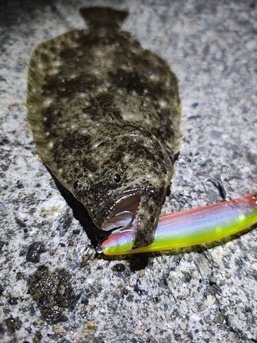 ヒラメの釣果