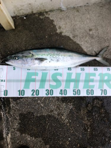ワラサの釣果