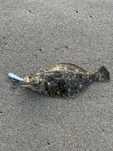 ソゲの釣果