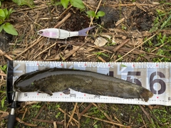 マナマズの釣果
