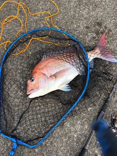 タイの釣果