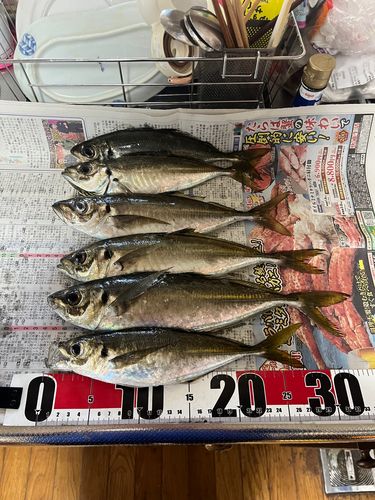 アジの釣果