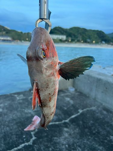 ホウボウの釣果