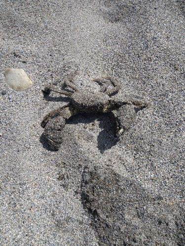モクズガニの釣果