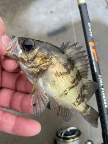メバルの釣果