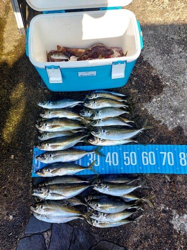 アジの釣果