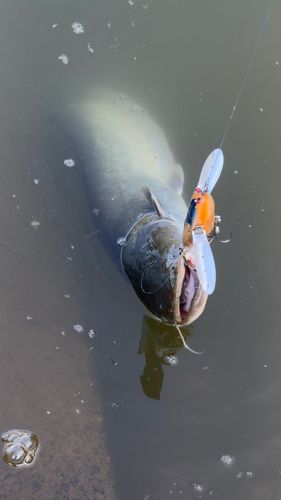 ナマズの釣果