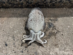 シリヤケイカの釣果