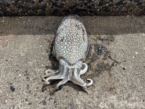 シリヤケイカの釣果