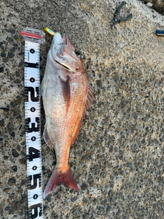 タイの釣果