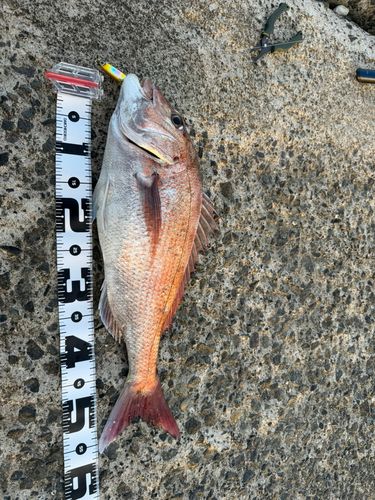 タイの釣果