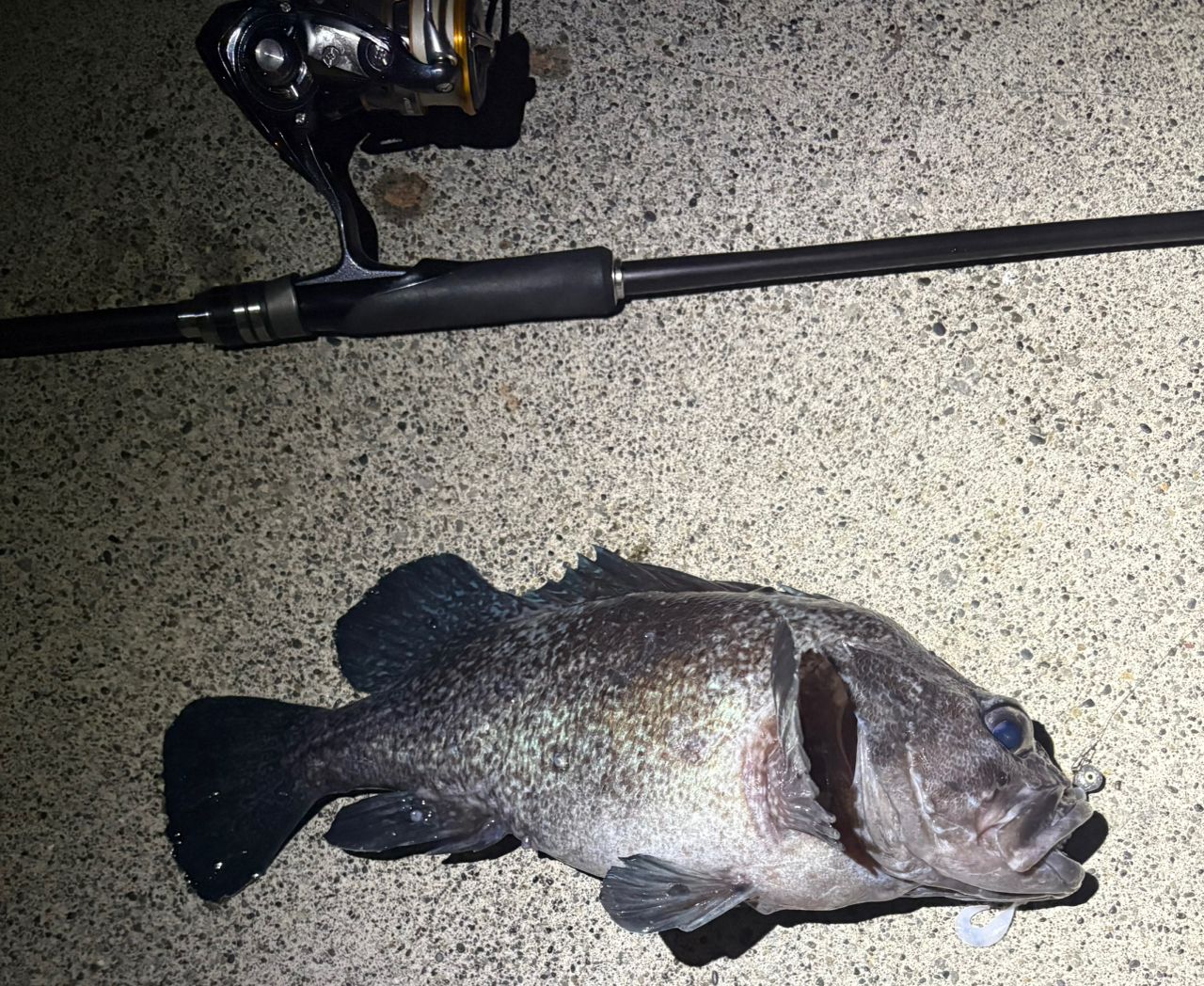 SHIMANO 19ハードロッカー BB S76MLの最安値・インプレ・釣果 | 本音の