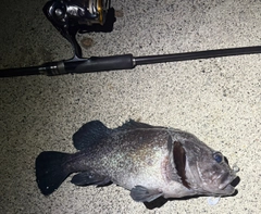 マゾイの釣果