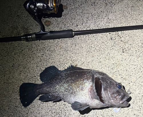 マゾイの釣果