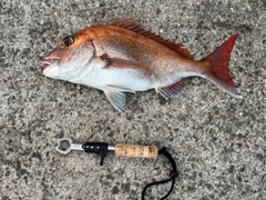 マダイの釣果