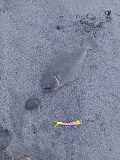 ソゲの釣果