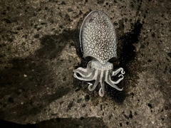 シリヤケイカの釣果
