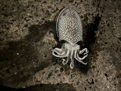 シリヤケイカの釣果
