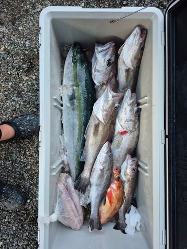 アラの釣果