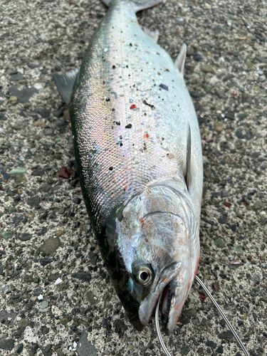 サクラマスの釣果