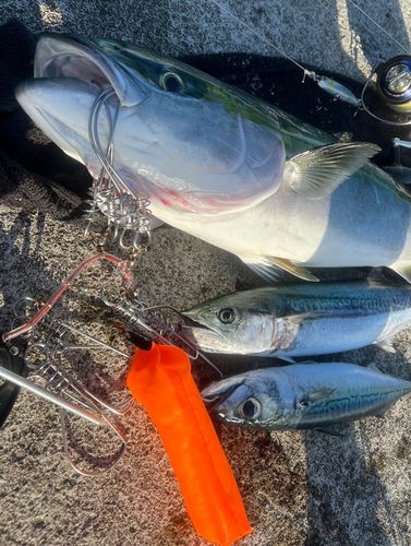 ブリの釣果