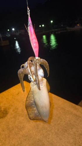 モイカの釣果