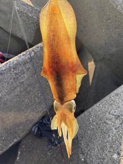 アオリイカの釣果