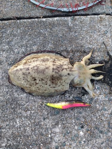 モンゴイカの釣果