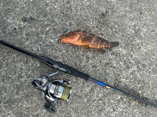 キジハタの釣果