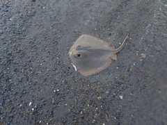 アカエイの釣果