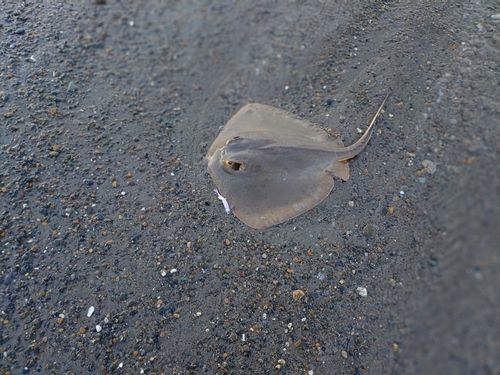 アカエイの釣果