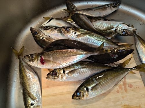 アジの釣果