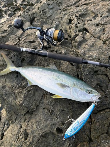 イナダの釣果