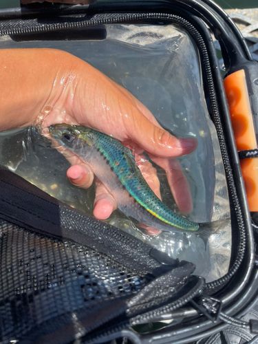 タチウオの釣果