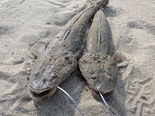 マゴチの釣果